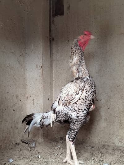 High quality male 7 months age