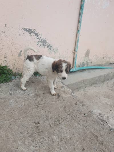 Shepherd-Tornjak puppy