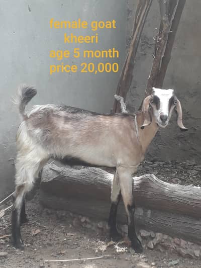 Goats for sale