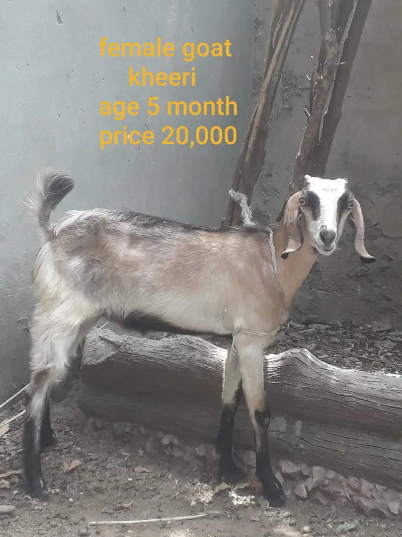Female goat with two babies — photo 5