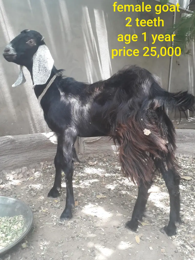Female goat with two babies — photo 6