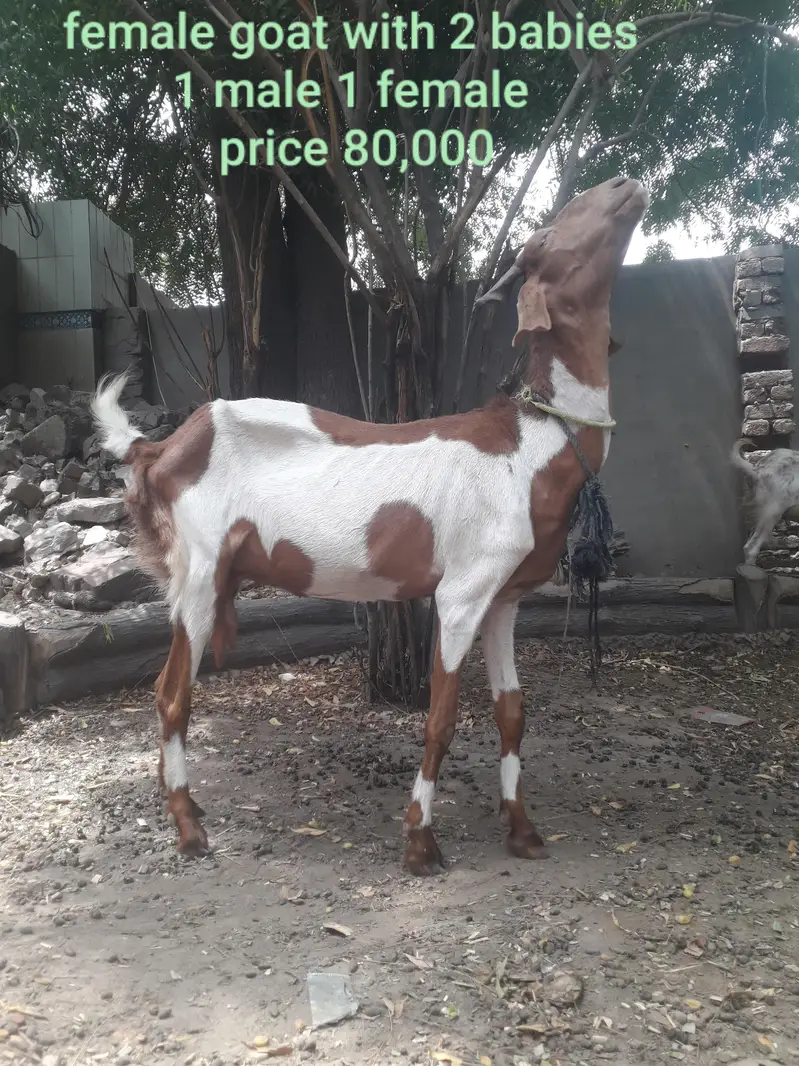 Female goat with two babies — photo 2