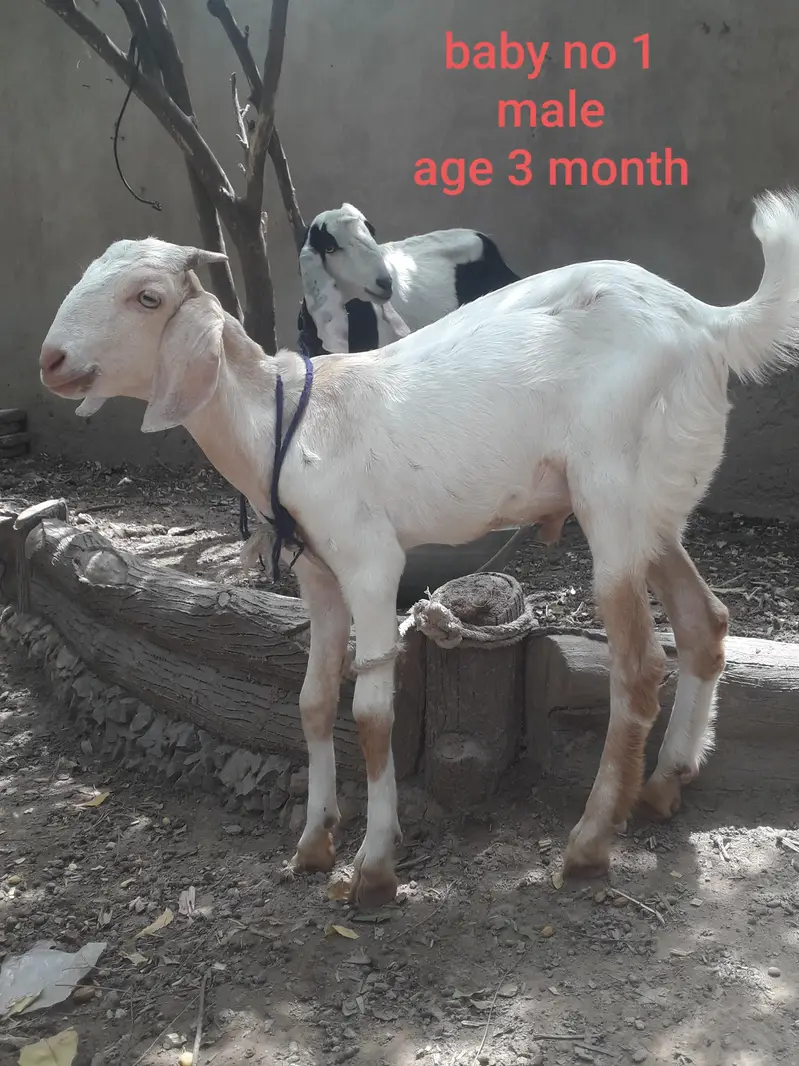 Female goat with two babies — photo 3