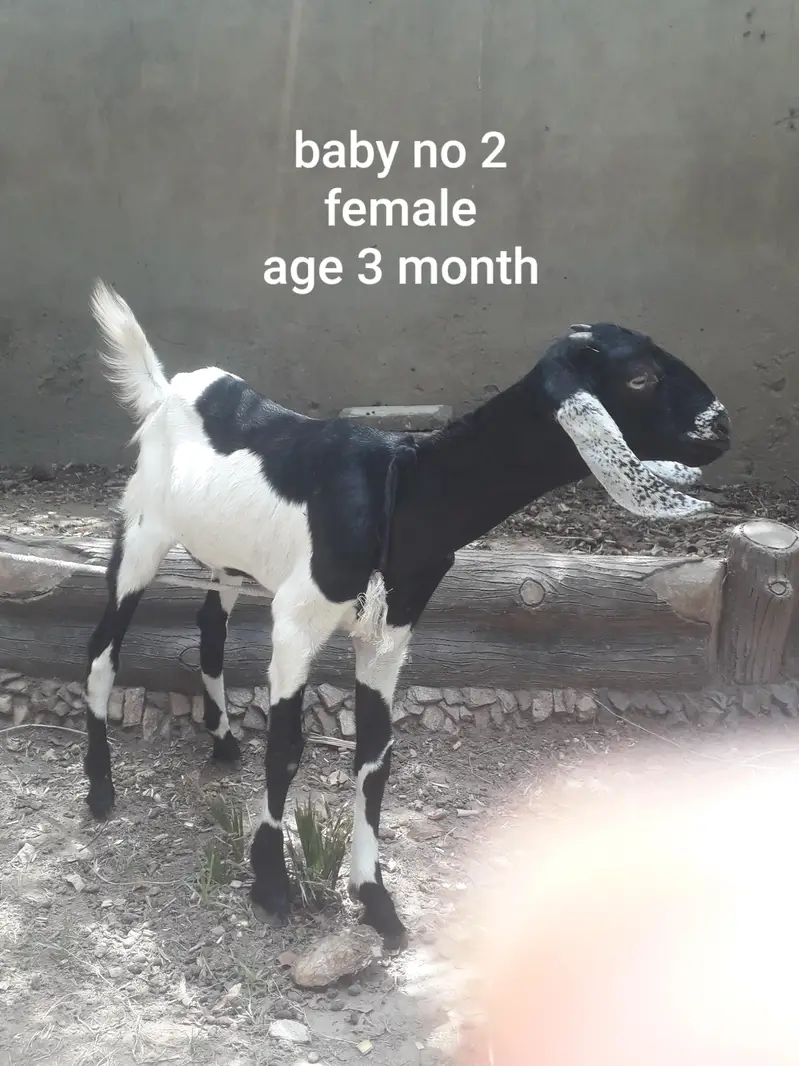Female goat with two babies — photo 4