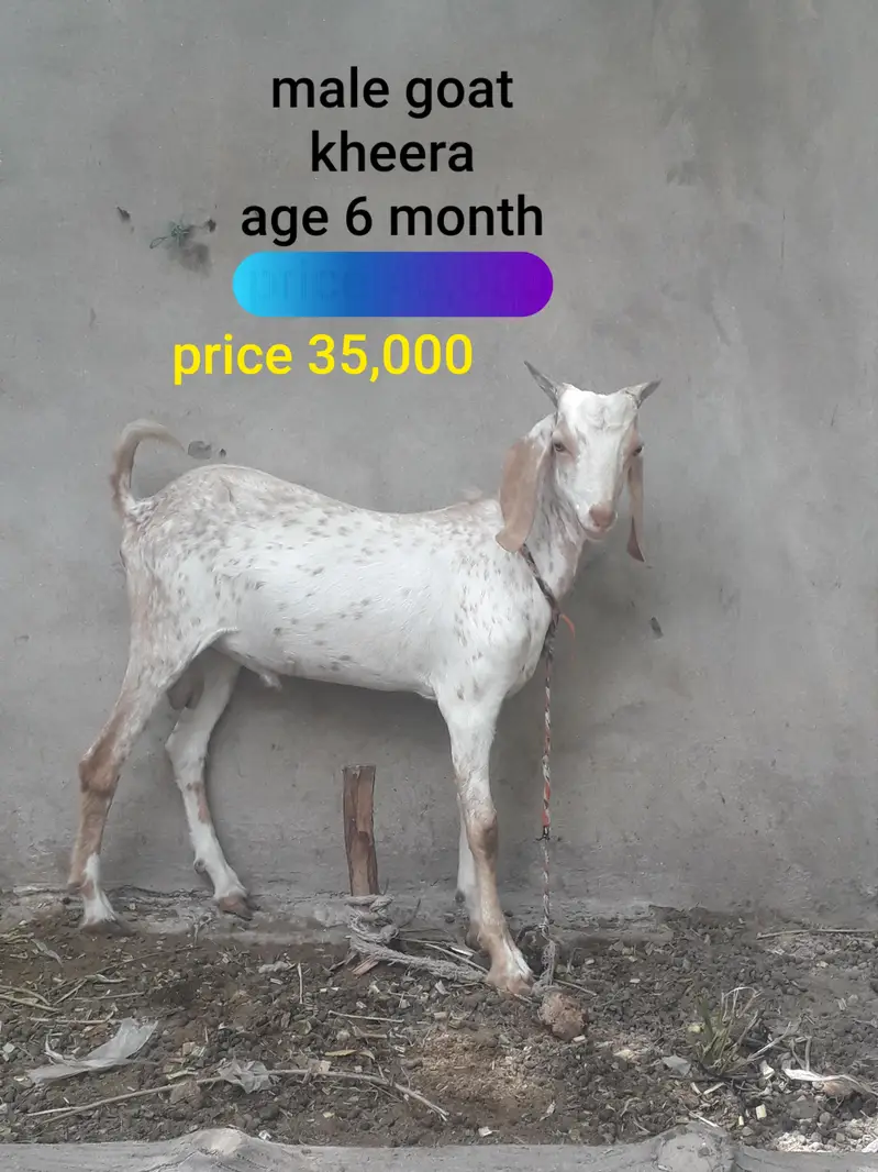 Female goat with two babies — photo 7