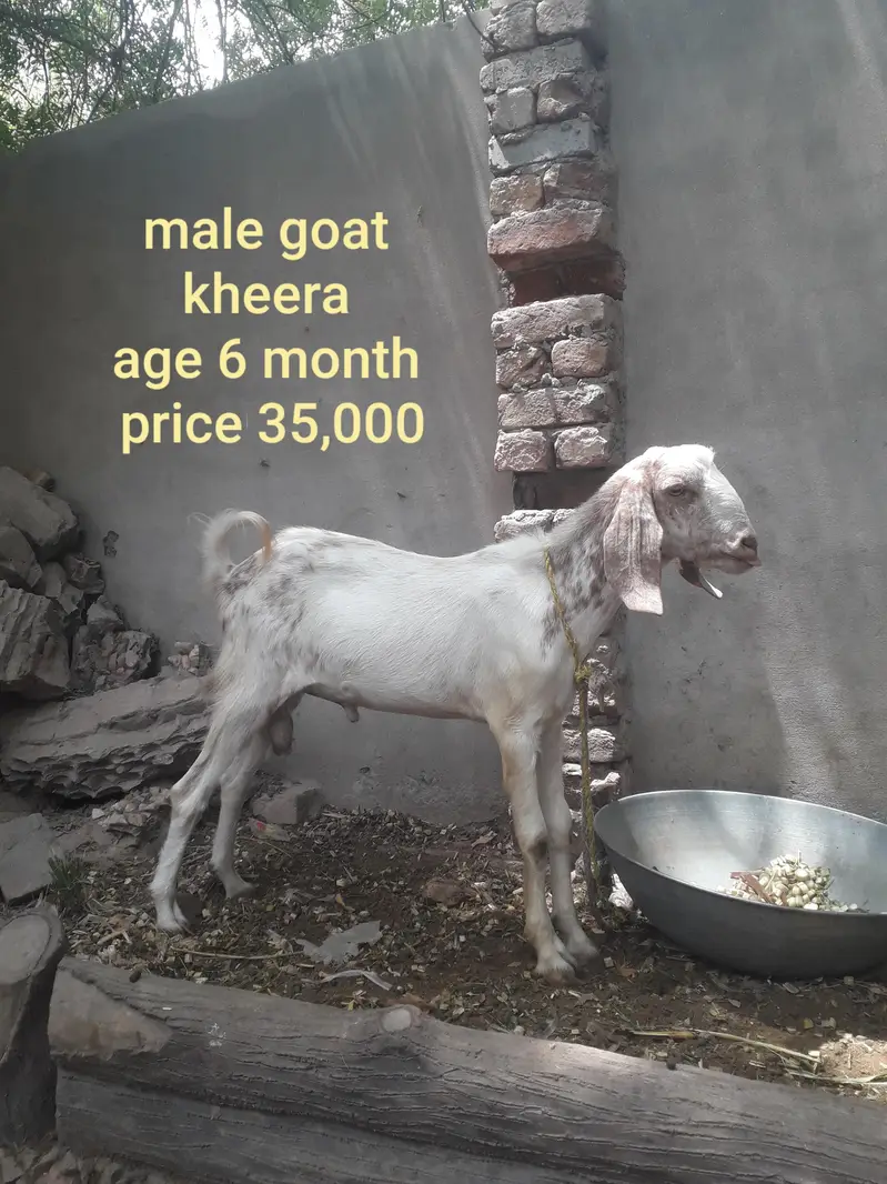 Female goat with two babies — photo 8
