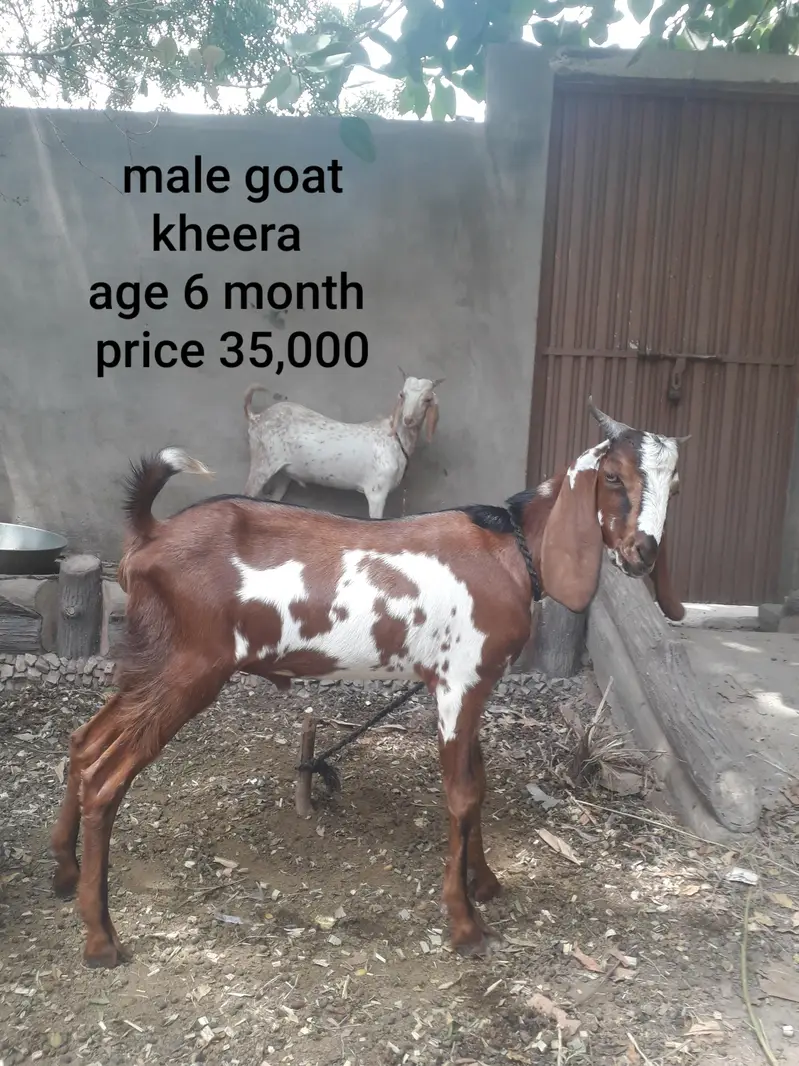 Female goat with two babies — photo 9
