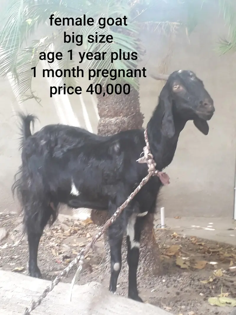 Female goat with two babies — photo 10