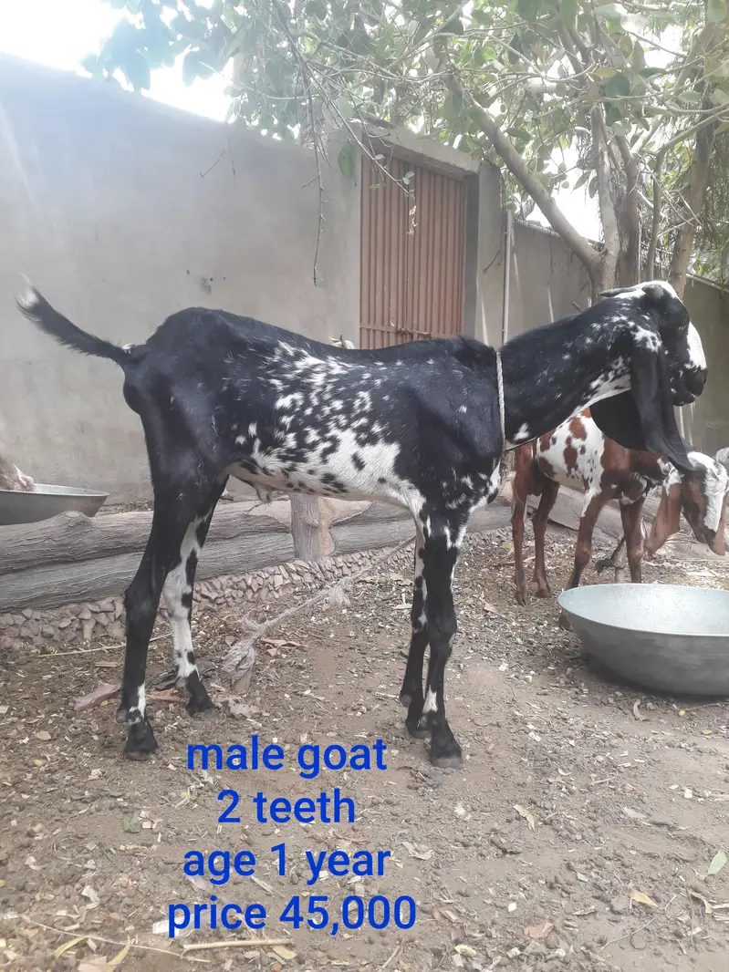 Female goat with two babies — photo 12