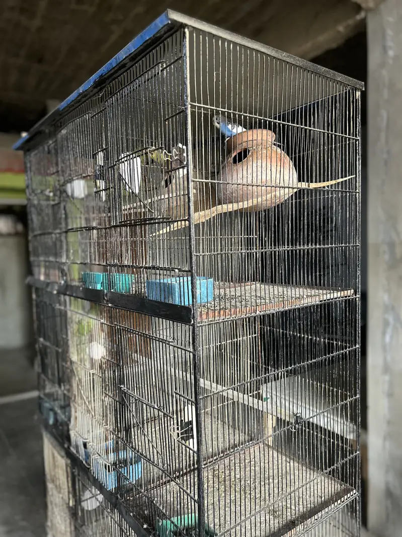 12 Portion Cage for sale, In good condition serious buyers contact — photo 4