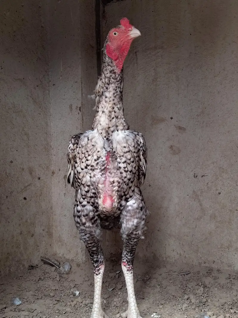 High quality male 7 months age — photo 2