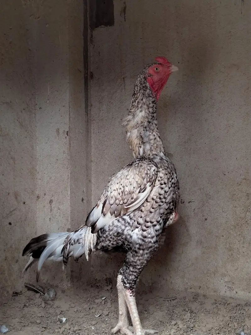 High quality male 7 months age — photo 3