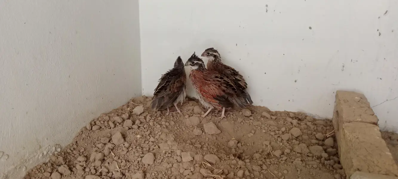 bob white Quail — photo 3
