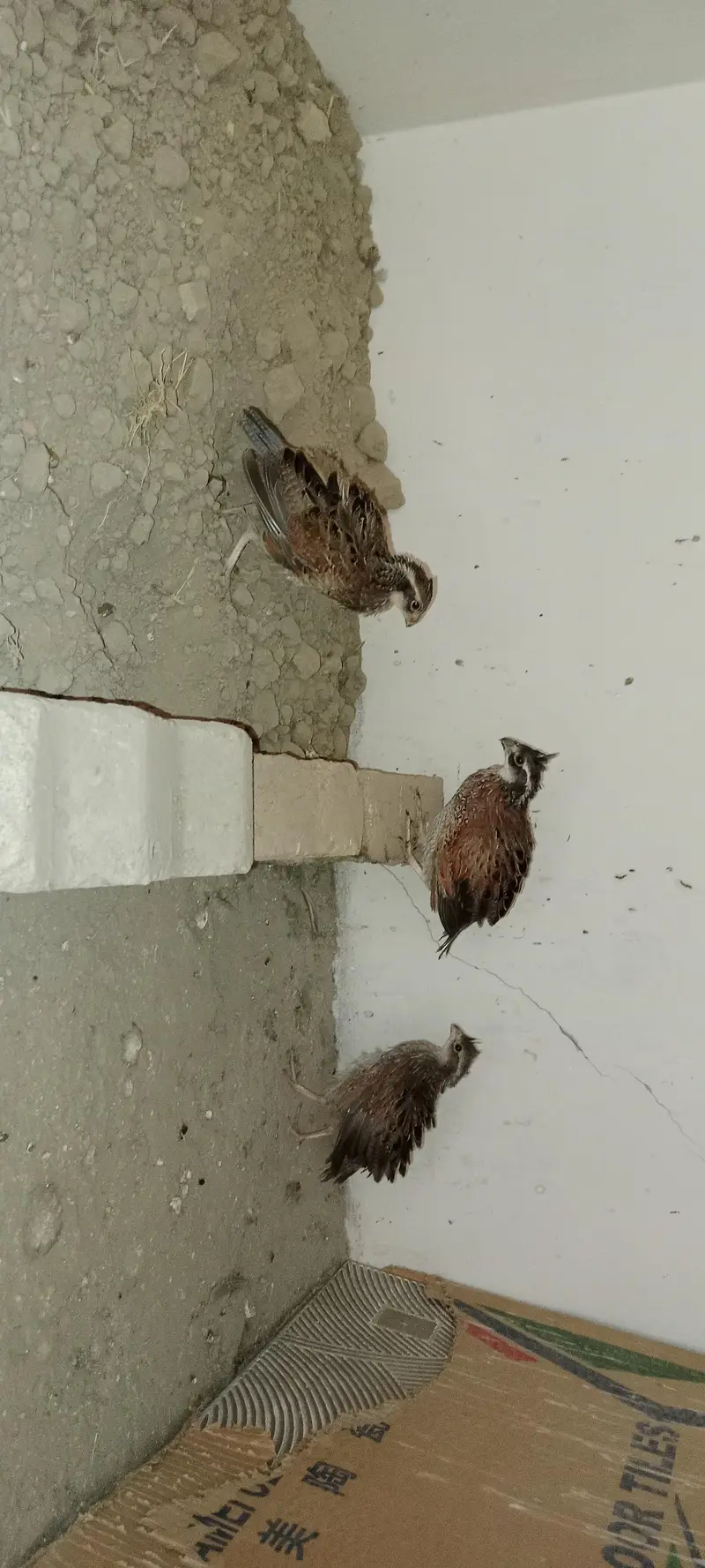 bob white Quail — photo 7