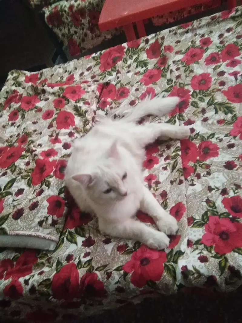 male Cat — photo 2
