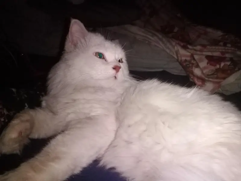 male Cat — photo 3