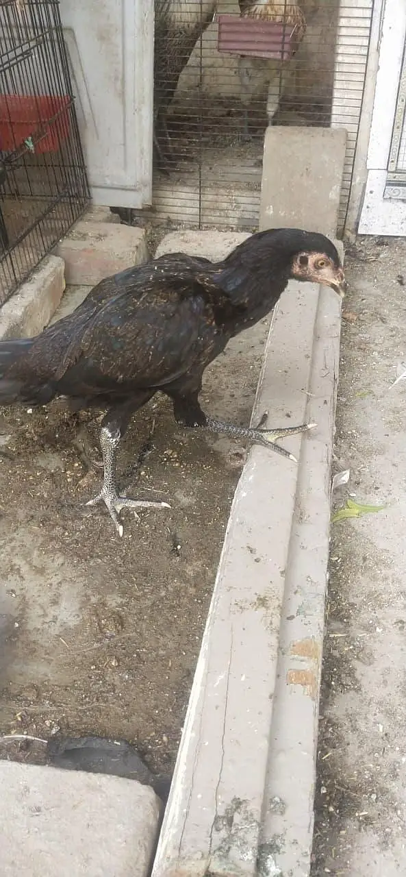 Aseel jawa — photo 4