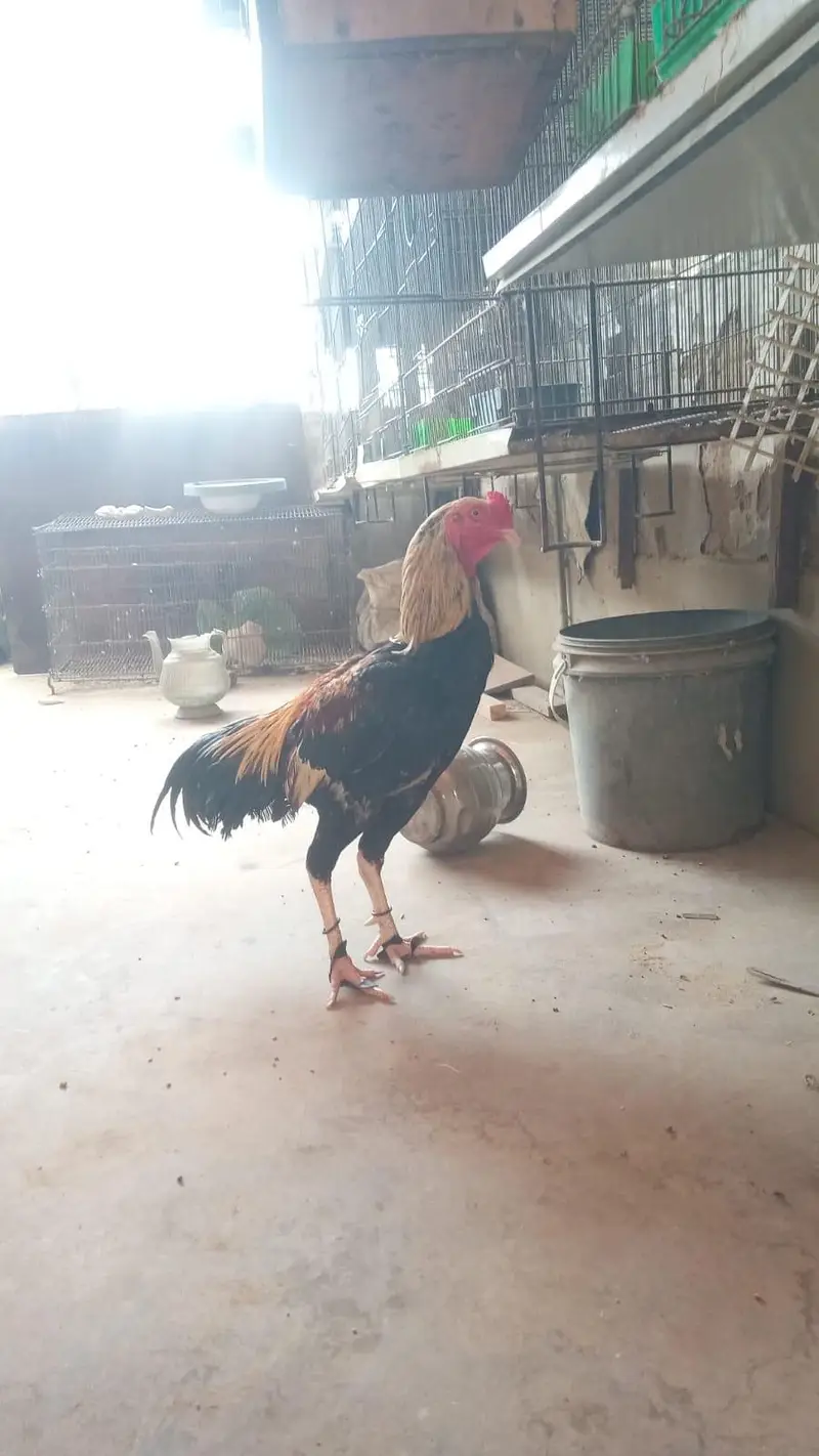 Pure Java male an mushka female — photo 4