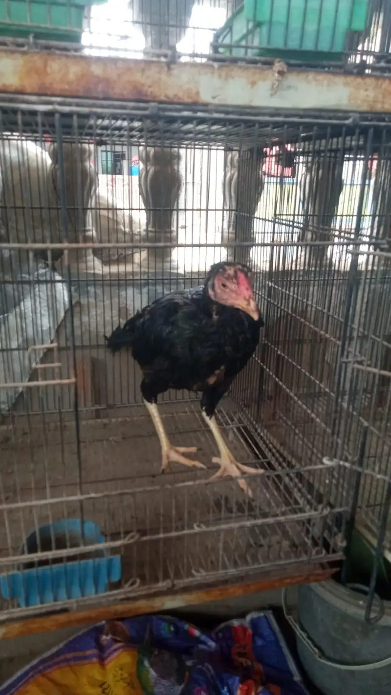 Pure Java male an mushka female — photo 6