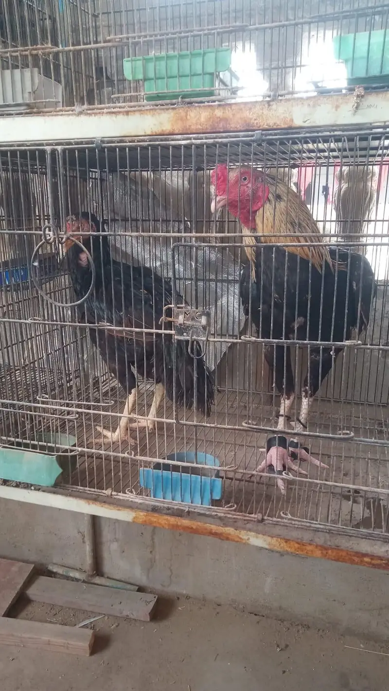 Pure Java male an mushka female — photo 7