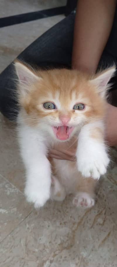 2 Persian Cat Kitten