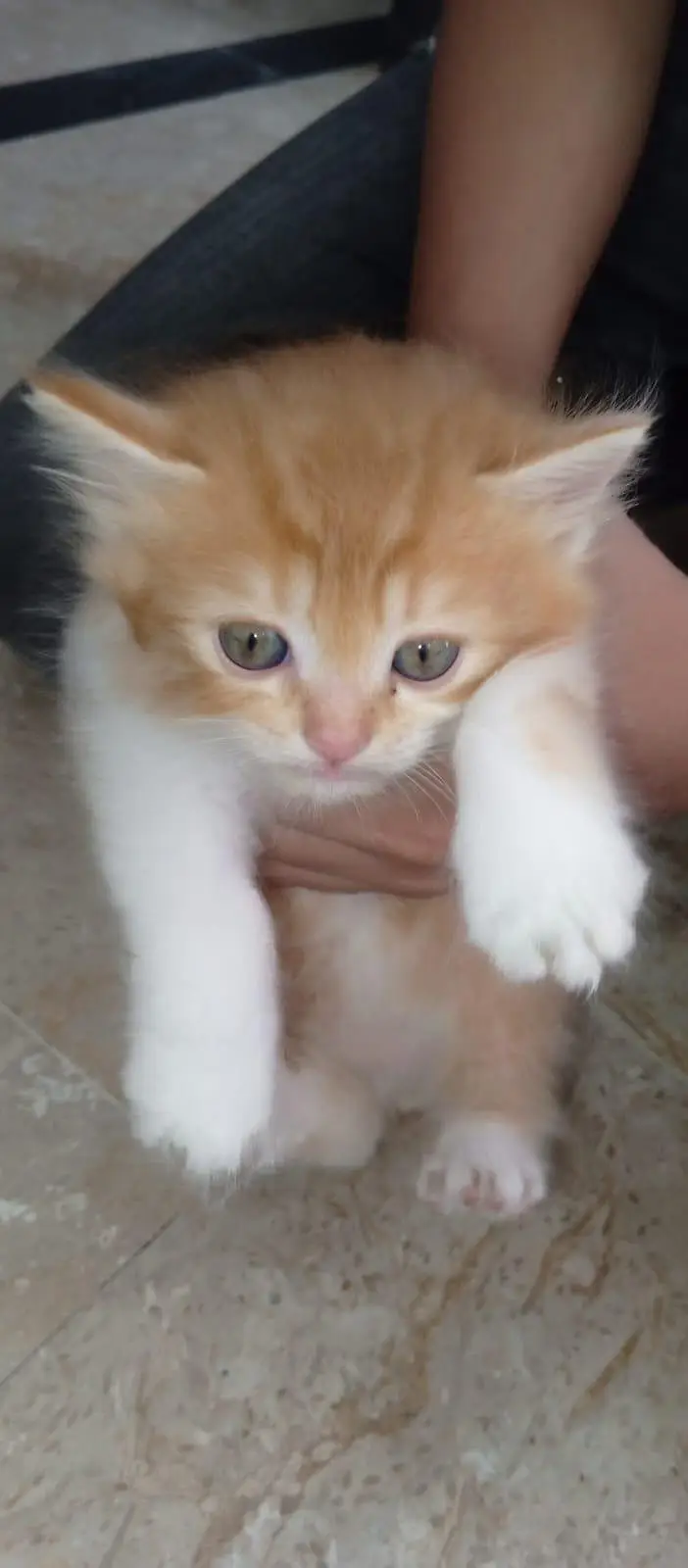 2 Persian Cat Kitten — photo 2