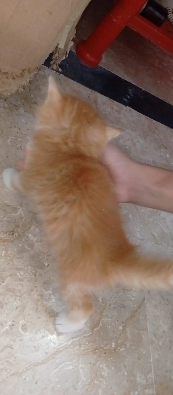 2 Persian Cat Kitten — photo 3