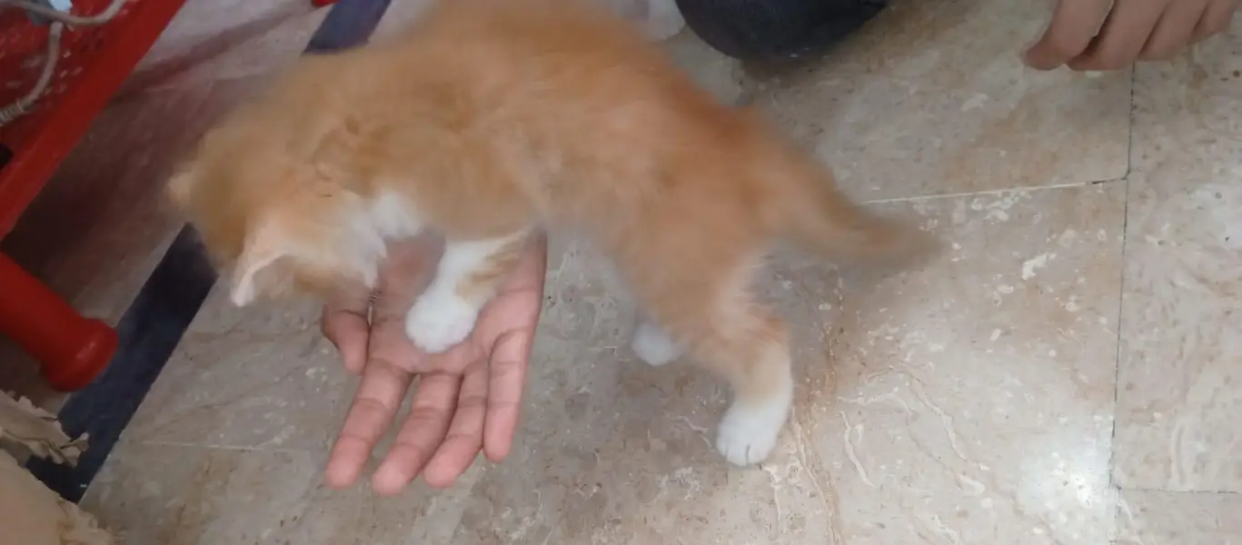 2 Persian Cat Kitten — photo 4