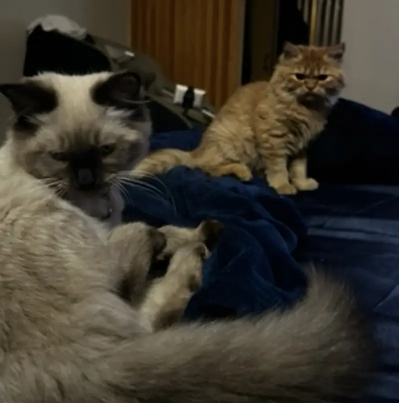 Persian and Siamese pair for Adoption — photo 3