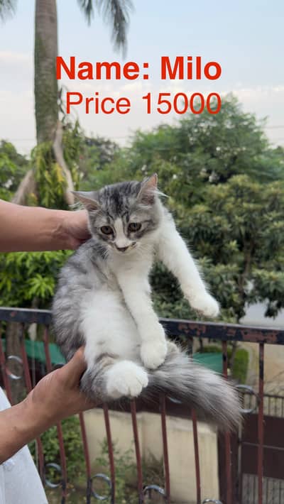 Cat Persian kitten cat