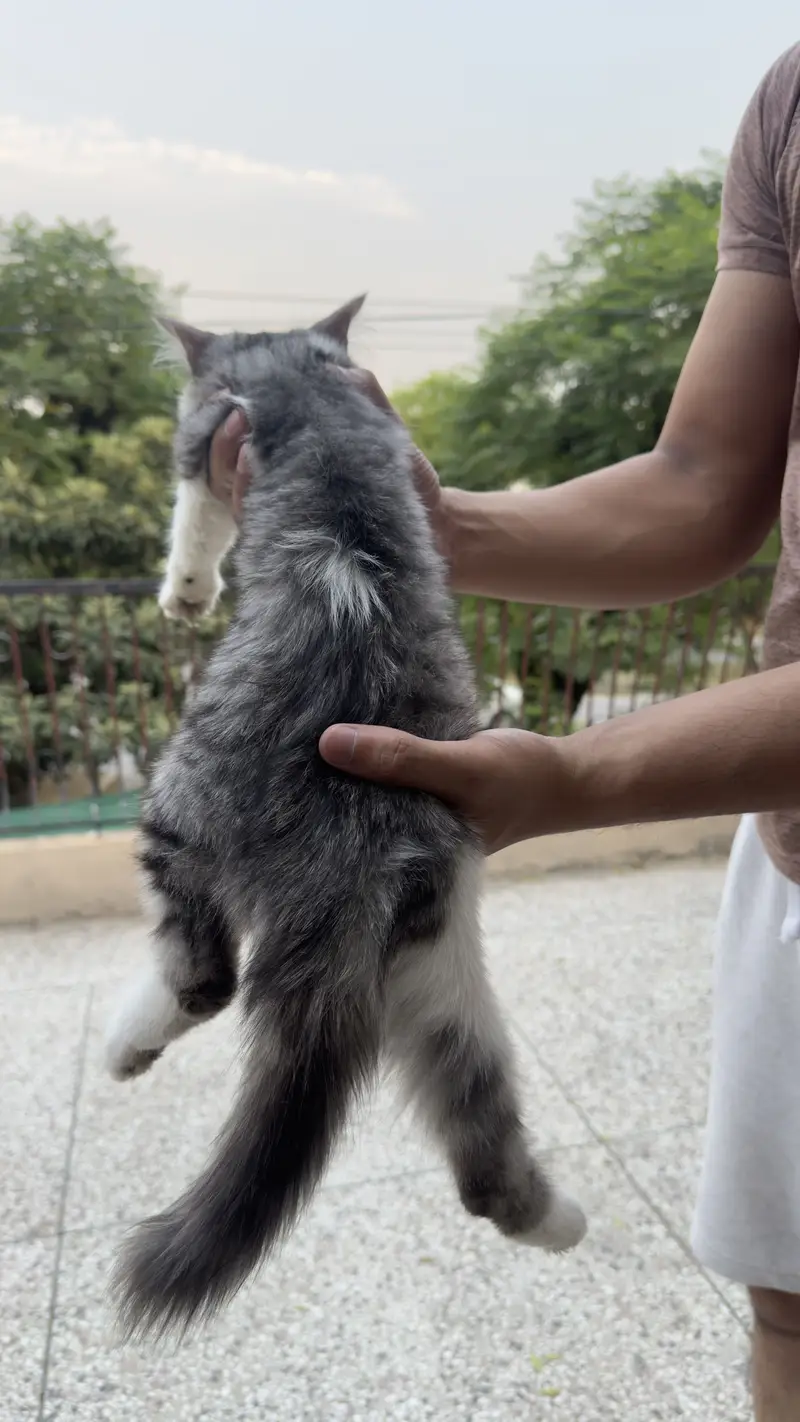 Cat Persian kitten cat — photo 2