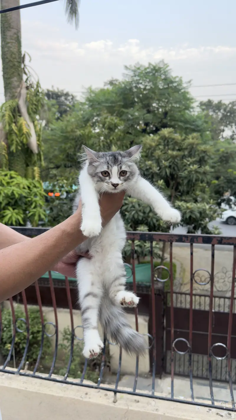 Cat Persian kitten cat — photo 3