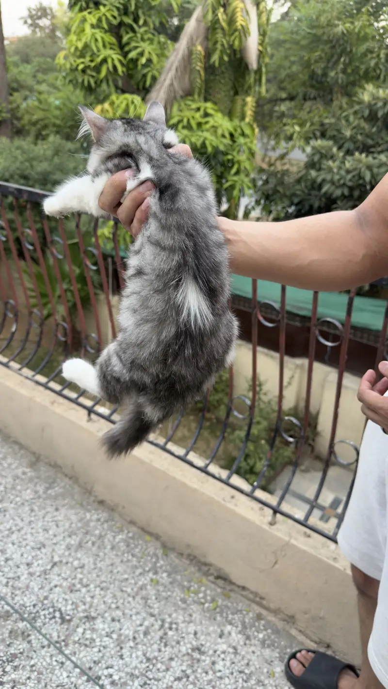 Cat Persian kitten cat — photo 4