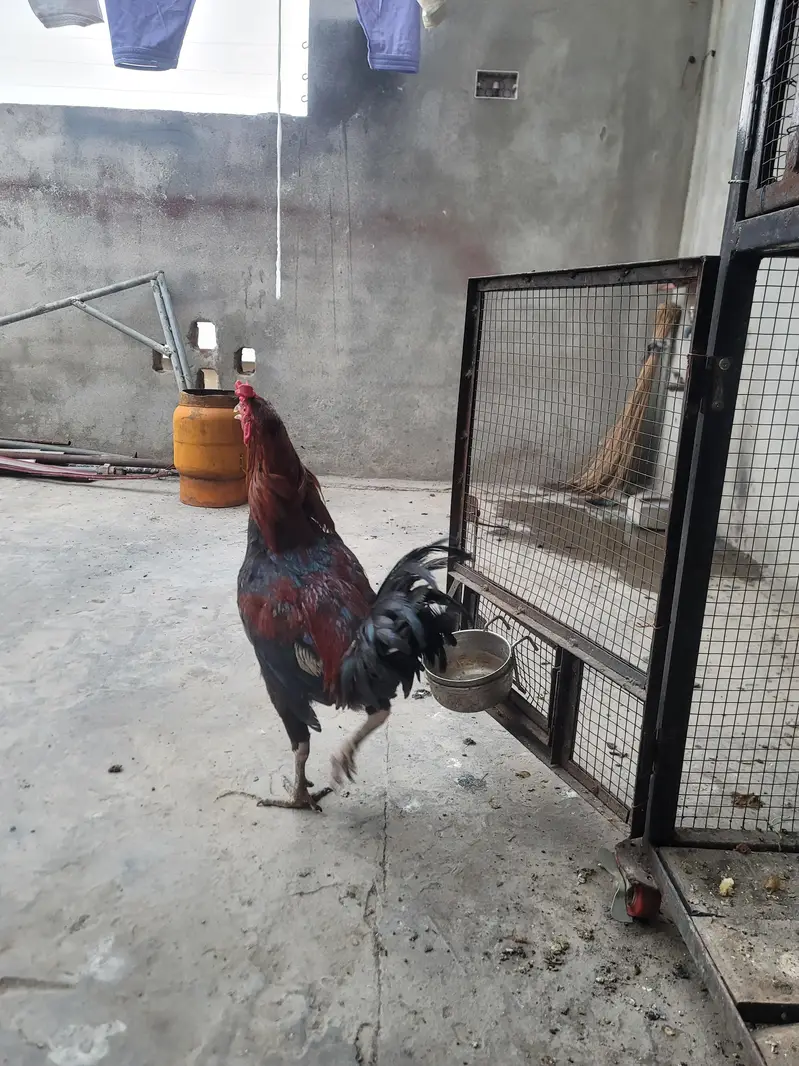 Aseel Pair For sell — photo 2