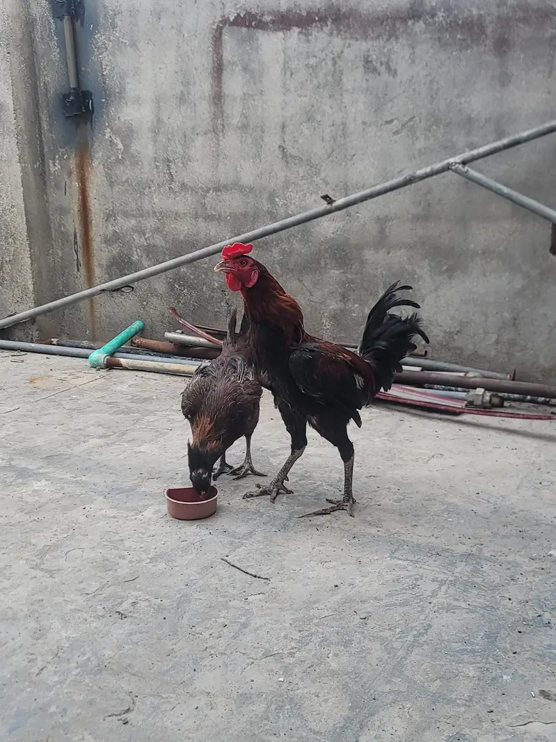 Aseel Pair For sell — photo 3