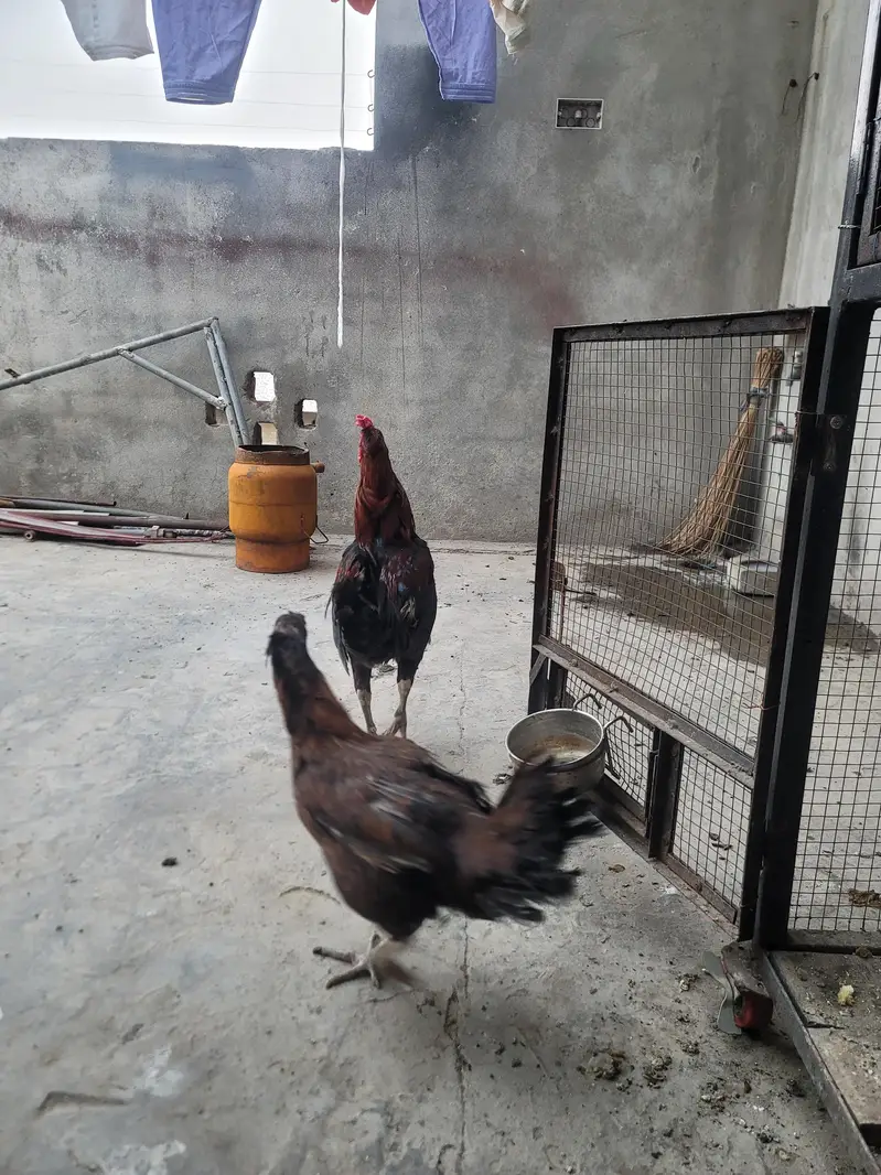 Aseel Pair For sell — photo 4