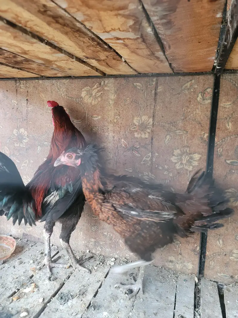 Aseel Pair For sell — photo 5