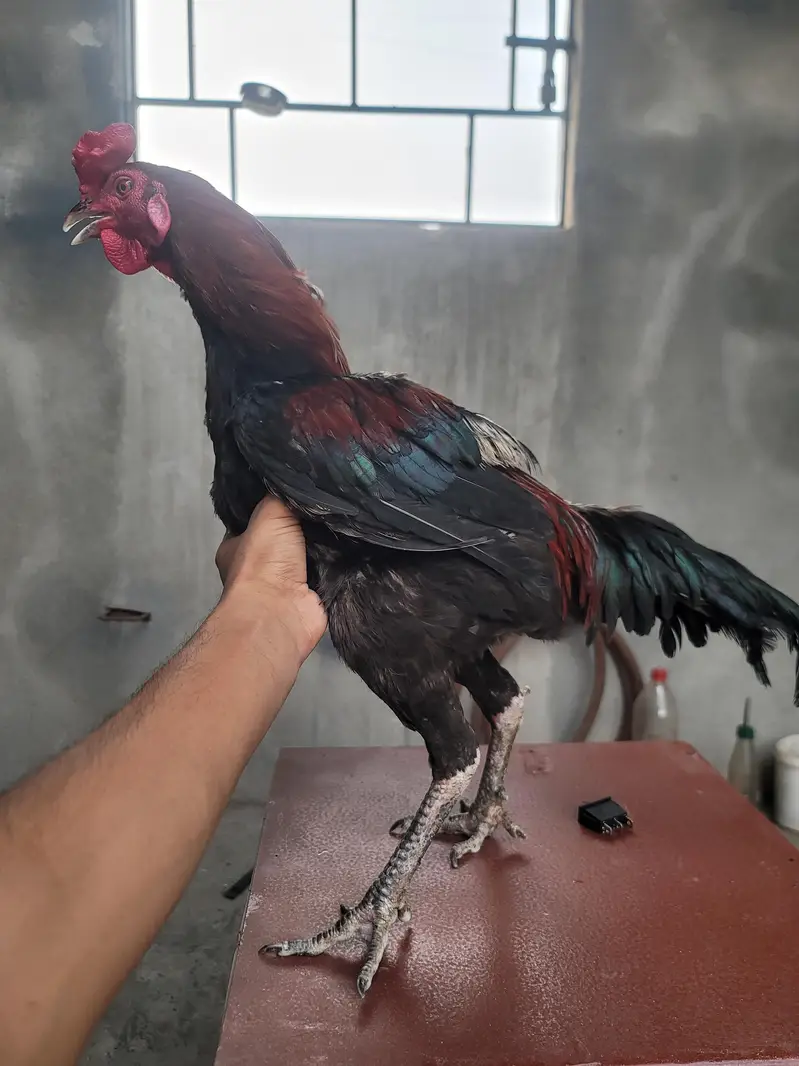 Aseel Pair For sell — photo 6