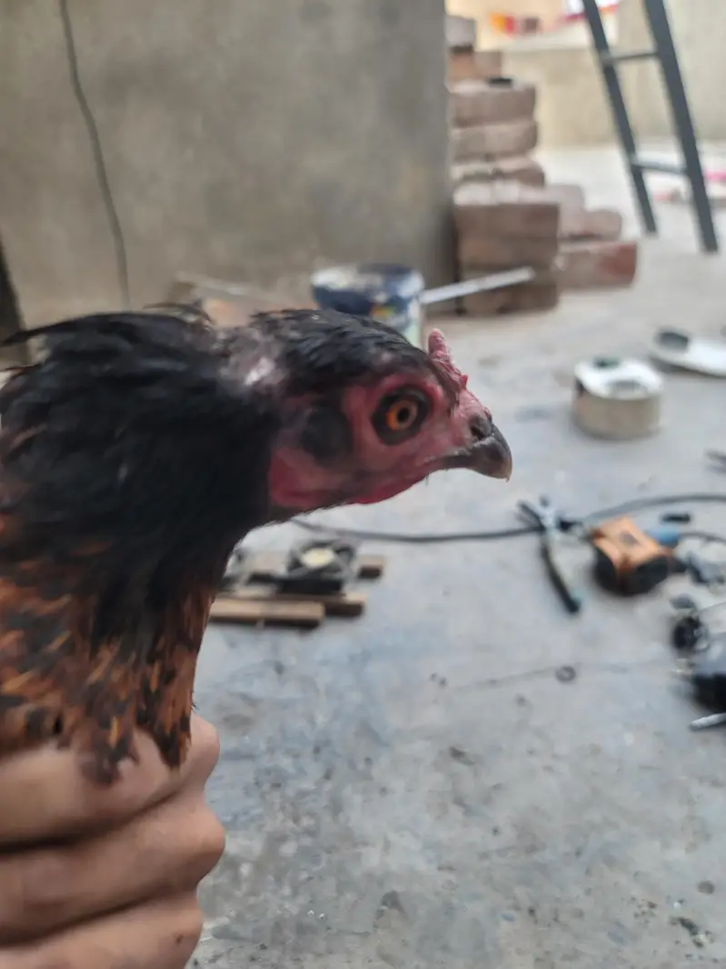 Aseel Pair For sell — photo 7