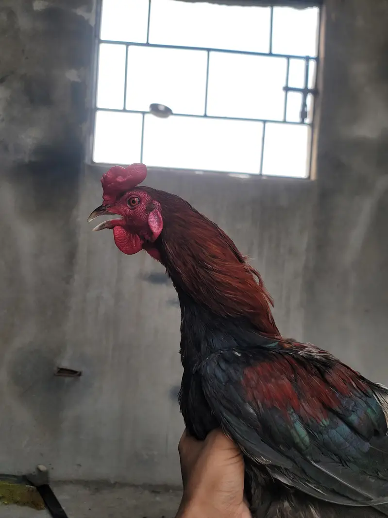 Aseel Pair For sell — photo 8