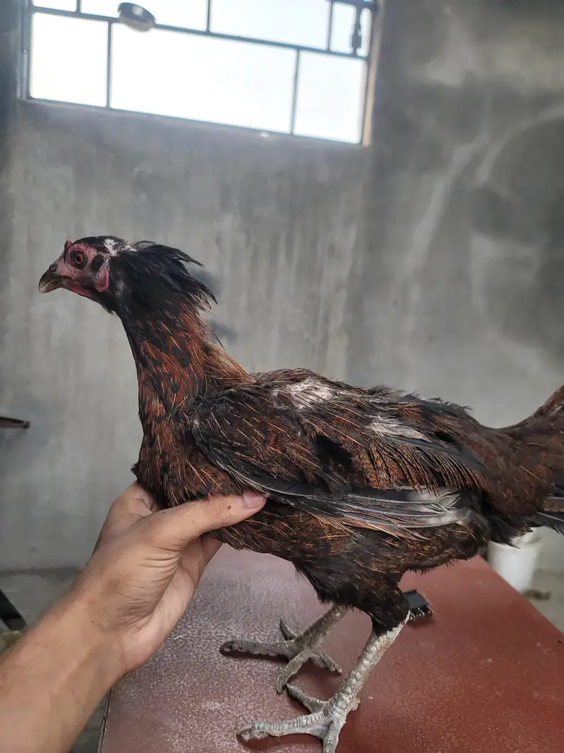 Aseel Pair For sell — photo 9