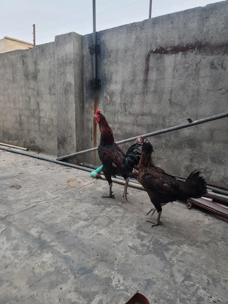 Aseel Pair For sell — photo 10