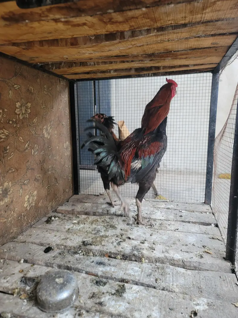 Aseel Pair For sell — photo 11
