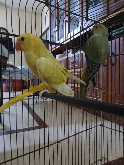 olive or yellow