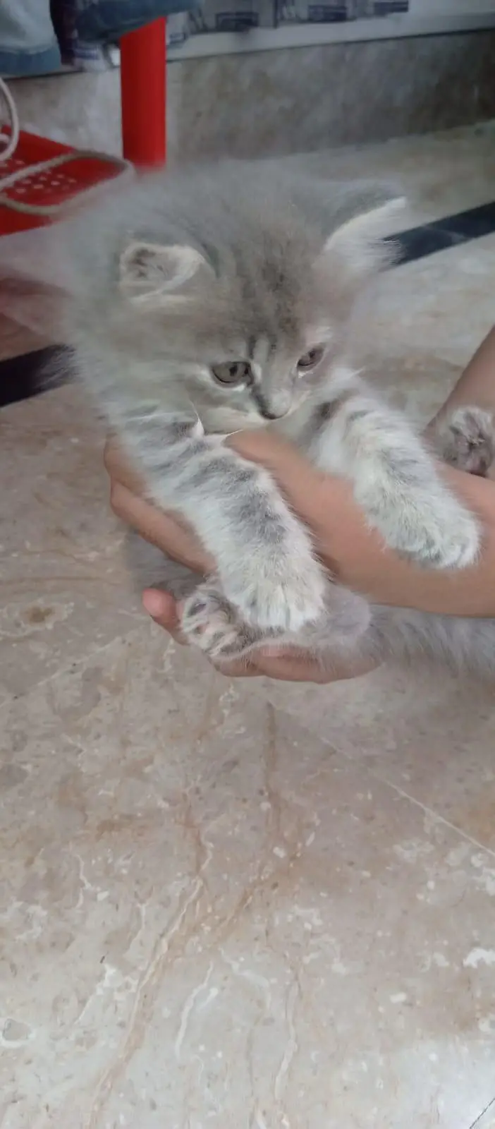 2 Persian Cat Kitten — photo 5