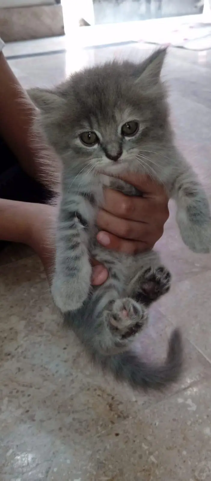 2 Persian Cat Kitten — photo 6