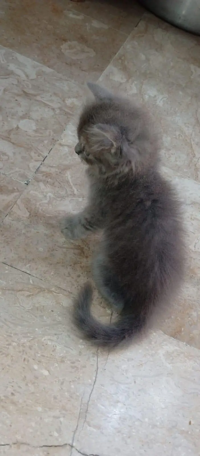 2 Persian Cat Kitten — photo 7