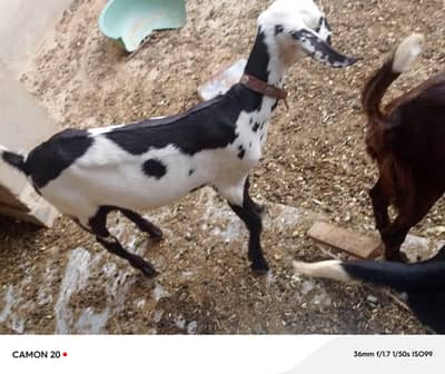 Beautiful Pair for sale