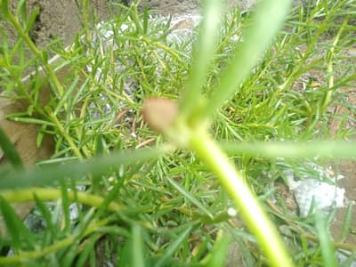 portulaca