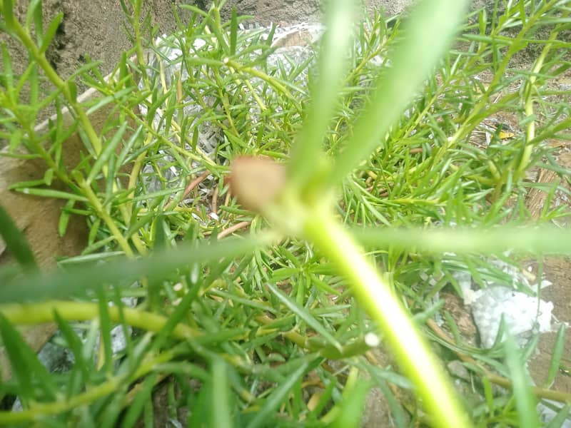 portulaca 0